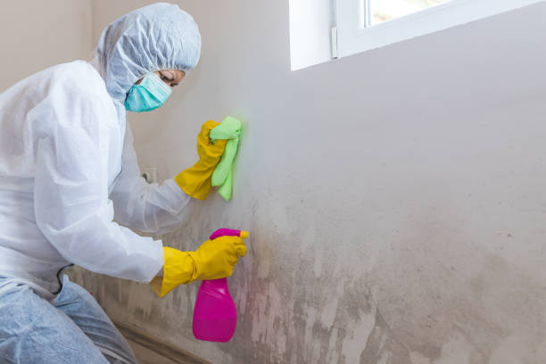 Why You Should Choose Our Mold Remediation Services in Byesville, OH